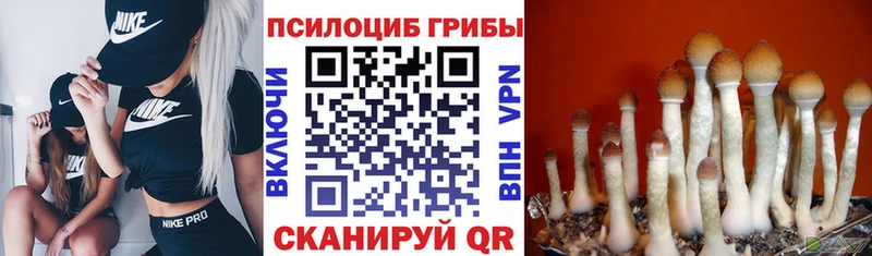 Галлюциногенные грибы Psilocybine cubensis  Лиски 